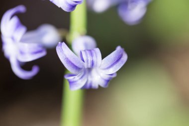 doğa güzel mavi çiçek. Makro