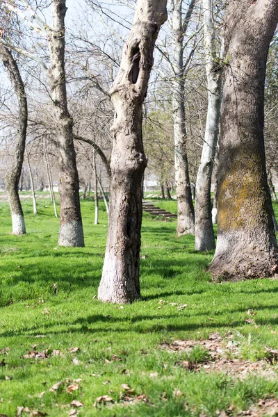 Crohns árvore no parque na primavera — Fotografia de Stock