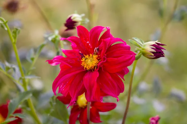 Mooie bloem in de natuur — Stockfoto