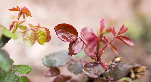 The leaves on the plant after the rain — Stock Photo, Image