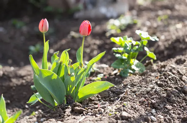 Tulipán cerrado flor en la naturaleza —  Fotos de Stock