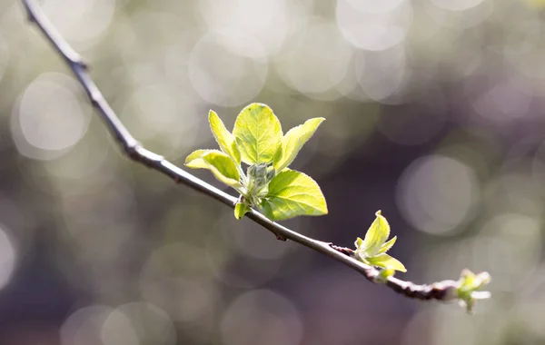 Fiatal levelek a fán, a természetben — Stock Fotó