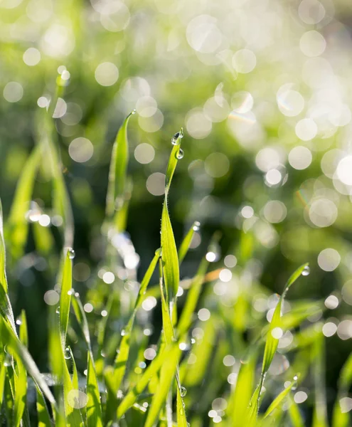 Kapky rosy na trávě v přírodě — Stock fotografie