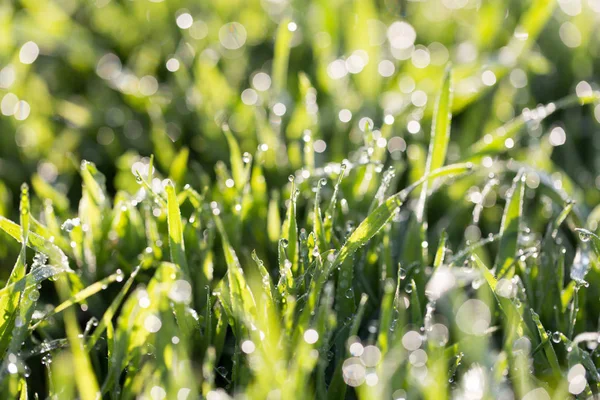 Droppar dagg på gräset i naturen — Stockfoto