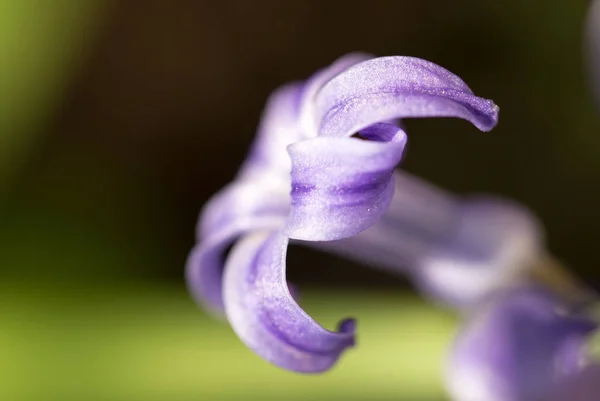 Piękny niebieski kwiat natura. makro — Zdjęcie stockowe