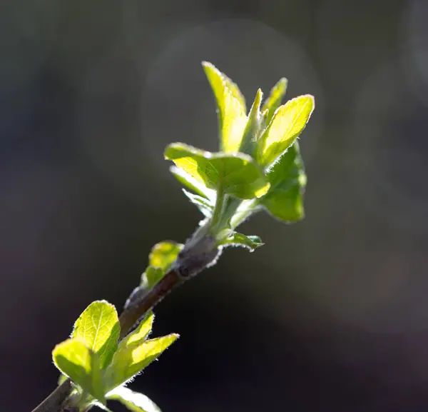 Folhas jovens na árvore na natureza — Fotografia de Stock