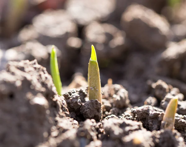 Young plant in the ground outdoors. macro — Stock Photo, Image