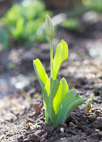 Stängt tulip flower i naturen — Stockfoto