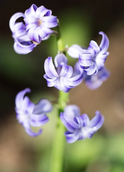 Красивый голубой цветок на природе. macro — стоковое фото