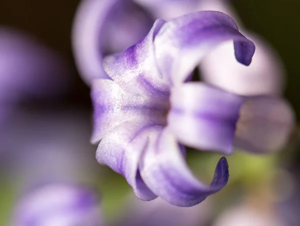 Belle fleur bleue sur la nature. macro — Photo