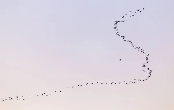 Una bandada de aves al atardecer —  Fotos de Stock
