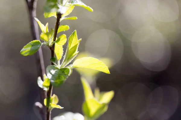 Jeunes feuilles sur l'arbre dans la nature — Photo