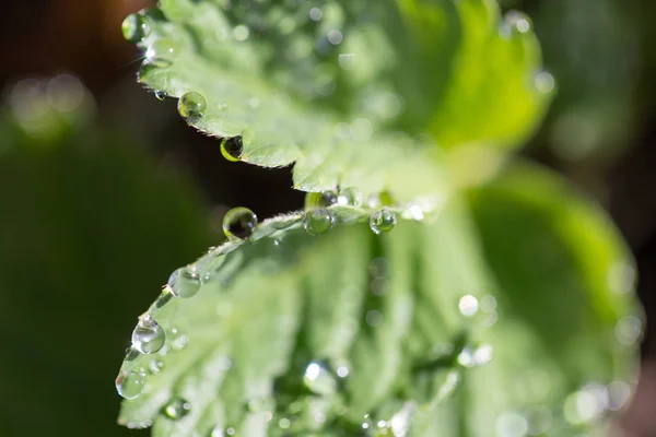 Wassertropfen auf Erdbeerblättern — Stockfoto