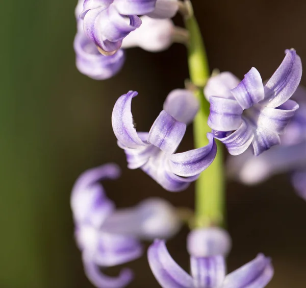 Красивый голубой цветок на природе. macro — стоковое фото