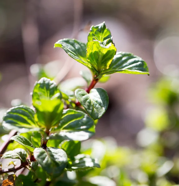 Young leaves of mint in nature. macro — Stock Photo, Image