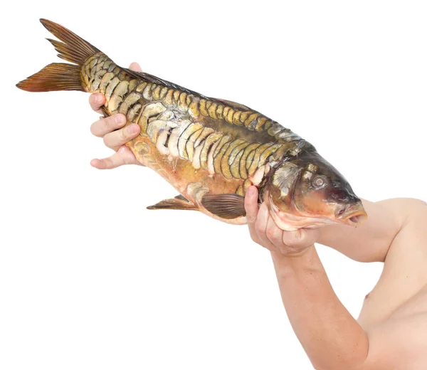 Carp in hand on a white background — Stock Photo, Image