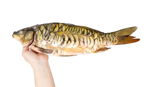 Carp in hand on a white background — Stock Photo, Image