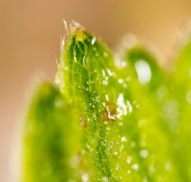 yeşil yaprak süsleyin. Makro