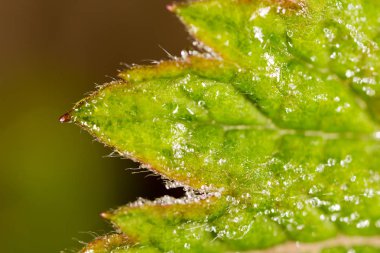 yeşil yaprak süsleyin. Makro