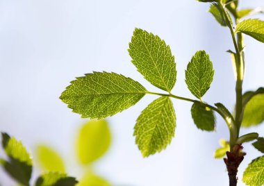 ağaç doğa genç yapraklarda