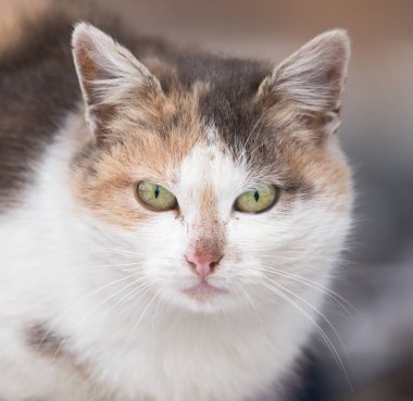 kedi bir doğa üzerinde oturur