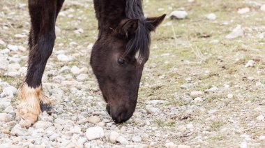 Kışın otlakta bir at.