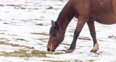 Kışın otlakta bir at.