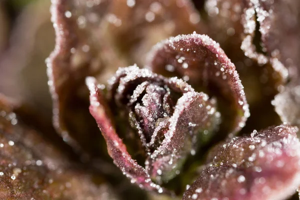 Frost on a red sheet. macro — Stock Photo, Image
