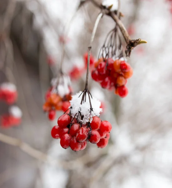 Kalina rojo en la nieve en el invierno en la naturaleza —  Fotos de Stock