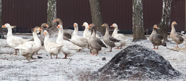 Gansos na natureza de inverno — Fotografia de Stock