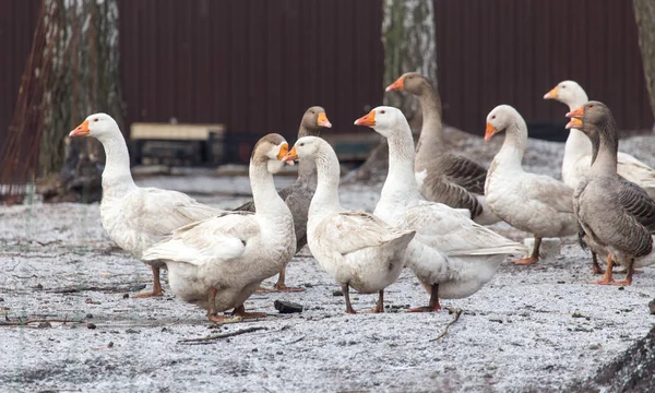 Gansos na natureza de inverno — Fotografia de Stock