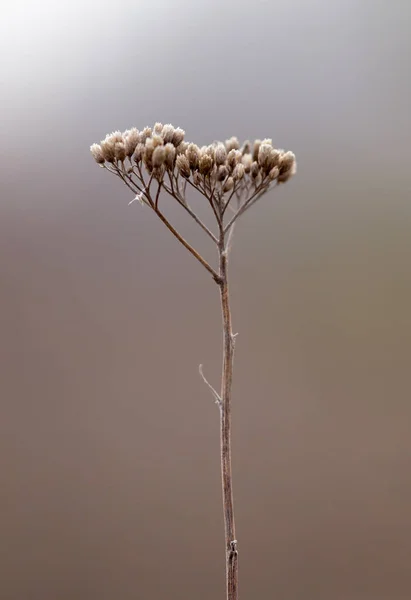 Oude droog gras in de natuur — Stockfoto