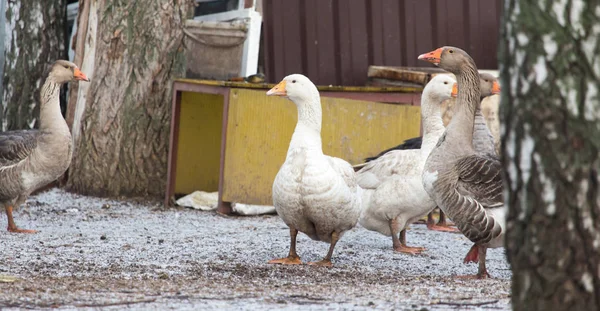 Gansos en la naturaleza invernal — Foto de Stock