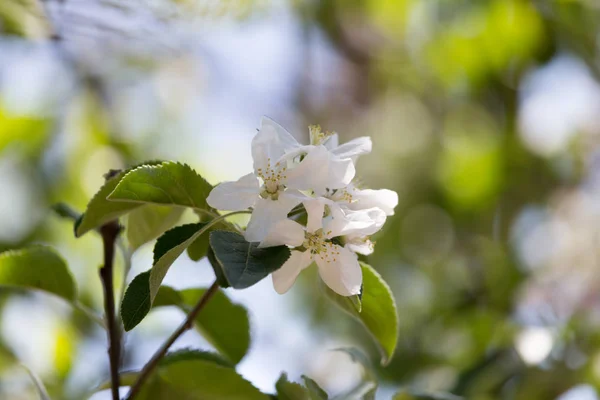 Vackra blommor på en trädgren i naturen — Stockfoto