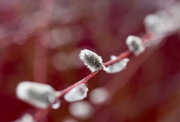 Sauce en la naturaleza en primavera — Foto de Stock