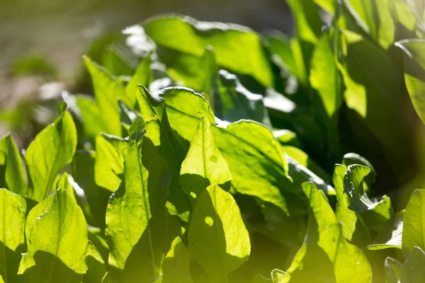 Grüne Blätter des Sauerampfers im Hintergrund — Stockfoto