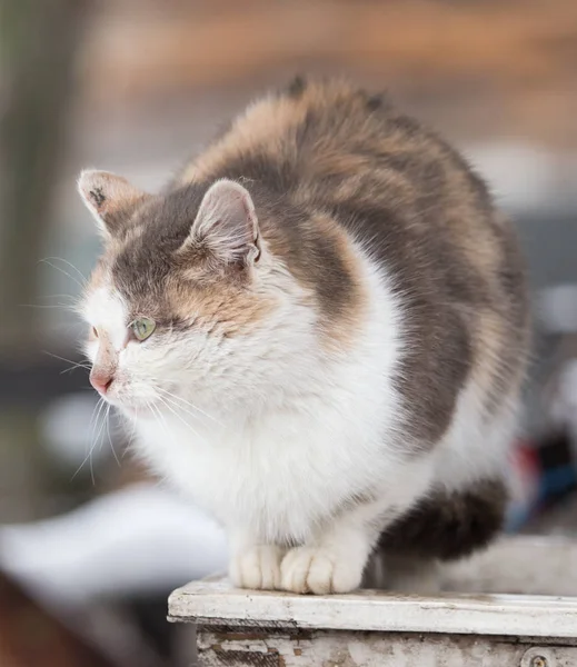 猫坐在大自然 — 图库照片