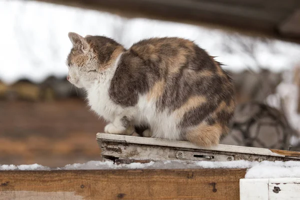 Katze sitzt auf einer Natur — Stockfoto