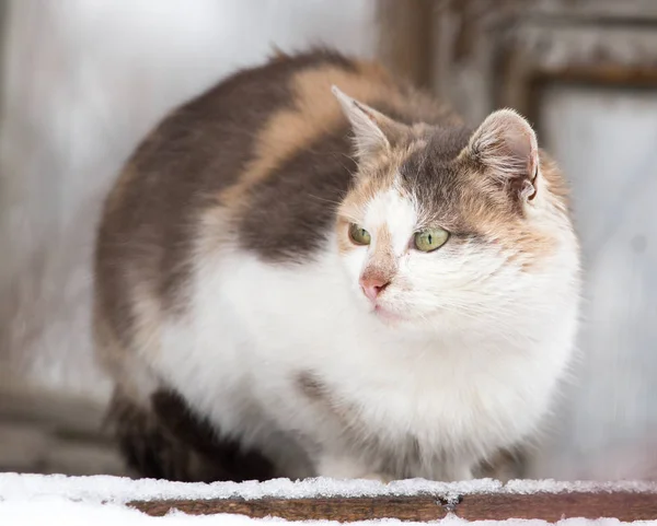 Katze sitzt auf einer Natur — Stockfoto