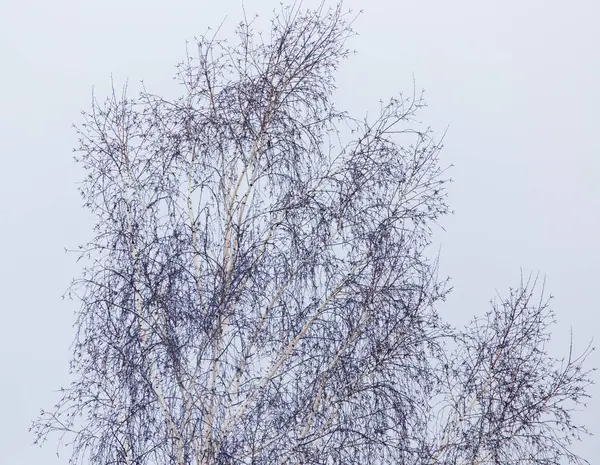 Ramos nus de uma árvore ao nascer do sol — Fotografia de Stock