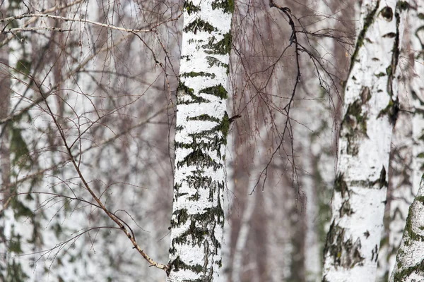 Nyírfa törzs egy erdőben a természetben — Stock Fotó