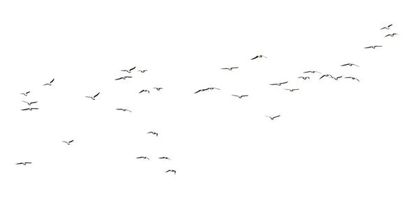 Silueta hejna ptáků na bílém pozadí — Stock fotografie