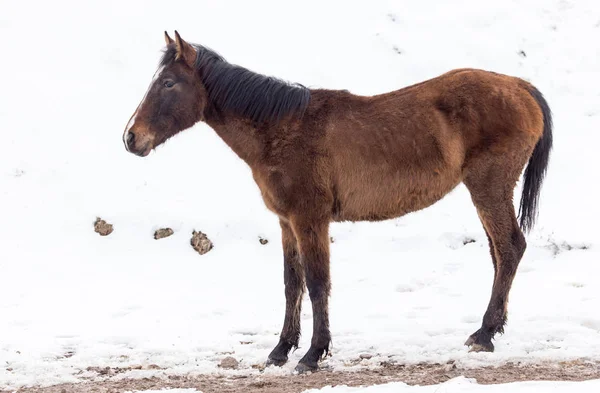 冬の自然の馬 — ストック写真