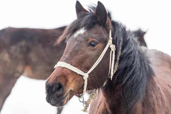 冬の自然の馬 — ストック写真