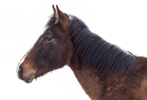 Pferd in der Natur im Winter — Stockfoto