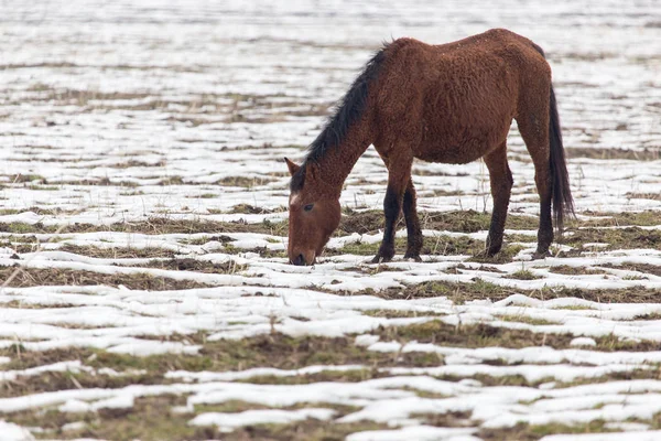 Kışın otlakta bir at. — Stok fotoğraf