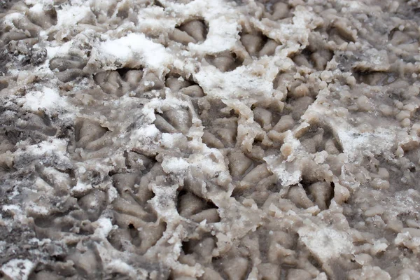 Goose fotspår i snön som bakgrund — Stockfoto
