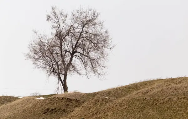 Árbol en el desierto en el invierno — Foto de Stock