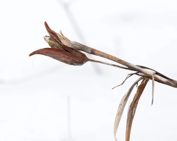 Flor seca no inverno na natureza — Fotografia de Stock