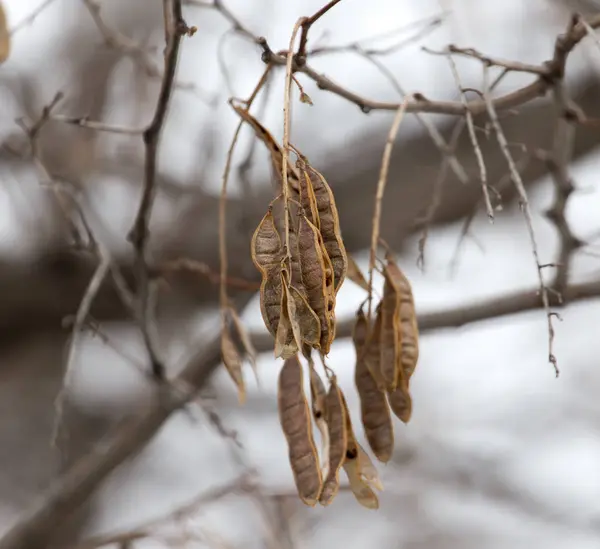 Las semillas de un árbol en invierno —  Fotos de Stock